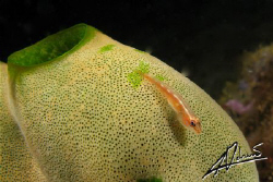 Dwarf Gobi (or triplefin), they used to be "invisible" to... by Adriano Trapani 